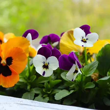 Appartement-an-der-ilmenau